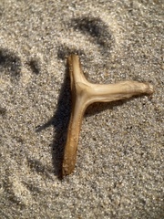 Chilomycterus schoepfii