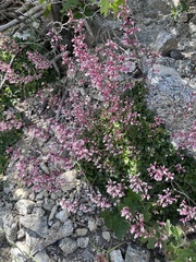 Heuchera caespitosa