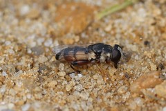 Syritta flaviventris