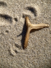 Chilomycterus schoepfii