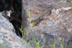 Anolis sagrei