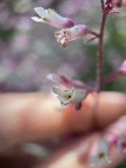 Heuchera caespitosa