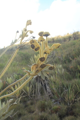 Espeletia murilloi