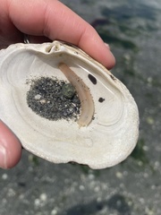 Leptosynapta clarki
