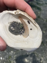 Leptosynapta clarki