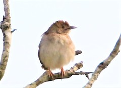 Cisticola erythrops