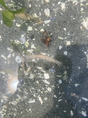 Leptosynapta clarki