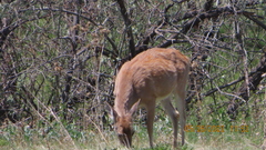 Odocoileus virginianus