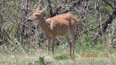 Odocoileus virginianus