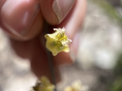 Streptanthus bernardinus