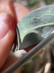 Streptanthus bernardinus