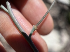 Streptanthus bernardinus