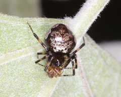 Euryopis funebris