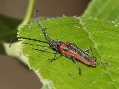 Desmocerus aureipennis