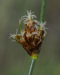 Amphiscirpus nevadensis