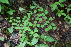 Thalictrum clavatum