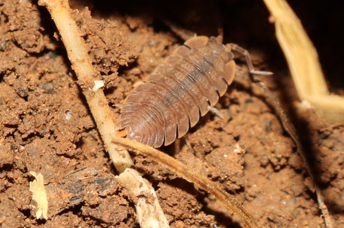 Jednakonošci (Isopoda)