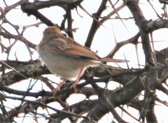 Cisticola erythrops