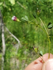 Trifolium variegatum