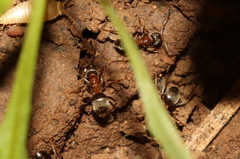 Lasius emarginatus