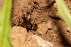 Lasius emarginatus
