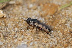 Syritta flaviventris