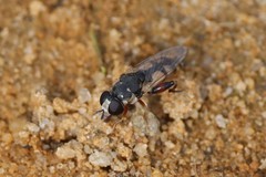 Syritta flaviventris