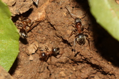 Lasius emarginatus