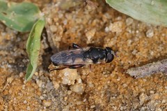 Syritta flaviventris