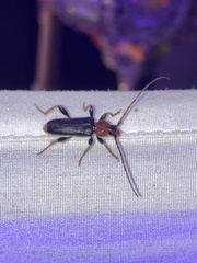 Phymatodes