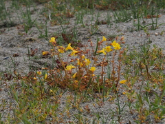 Erythranthe utahensis
