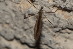 Dicranoptycha fuscescens