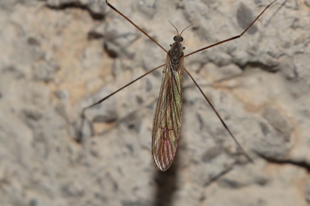 Dicranoptycha fuscescens