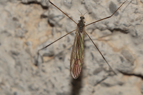 Dicranoptycha fuscescens