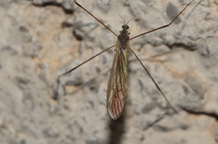 Dicranoptycha fuscescens