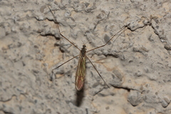 Dicranoptycha fuscescens