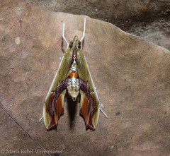 Agathodes designalis