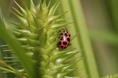 Coleomegilla maculata
