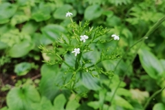 Valeriana lapathifolia