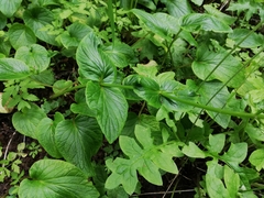 Valeriana lapathifolia