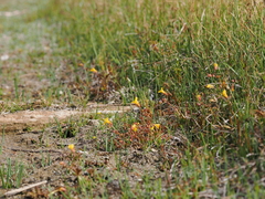 Erythranthe utahensis