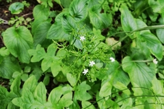 Valeriana lapathifolia