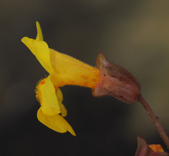 Erythranthe utahensis