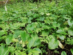 Valeriana lapathifolia