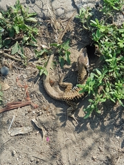 Aspidoscelis costatus