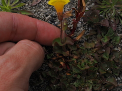 Erythranthe utahensis