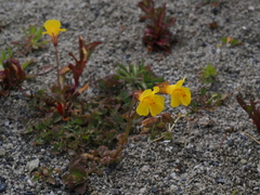 Erythranthe utahensis