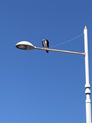 Pandion haliaetus