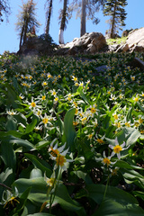 Erythronium pusaterii