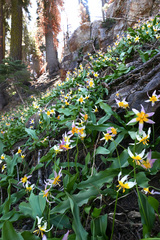 Erythronium pusaterii